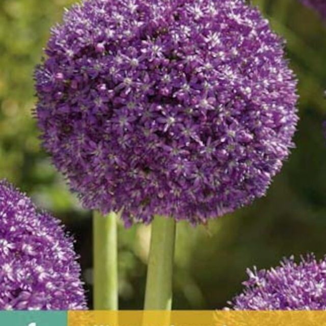 Allium