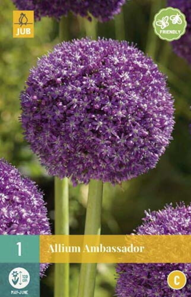 Allium