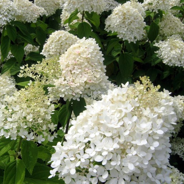 Syrenhortensia Phantom