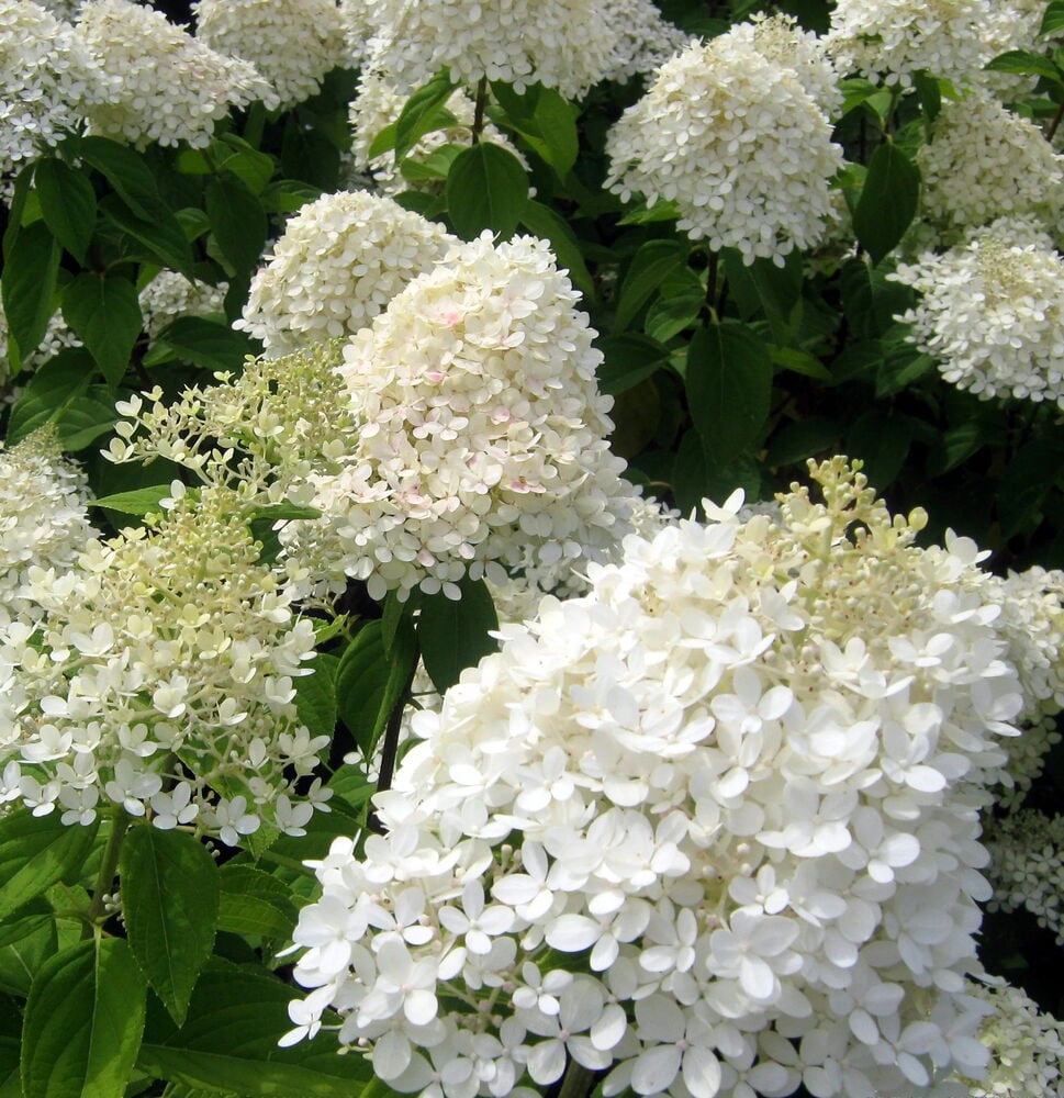 Syrenhortensia Phantom