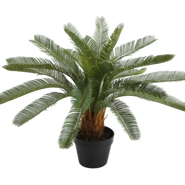 Grön växt CYCAS H70cm svart kruka