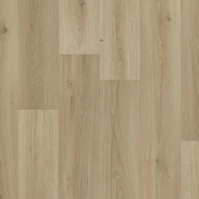 Powell Oak, Bronze 4m bred | Iconik T-Extra