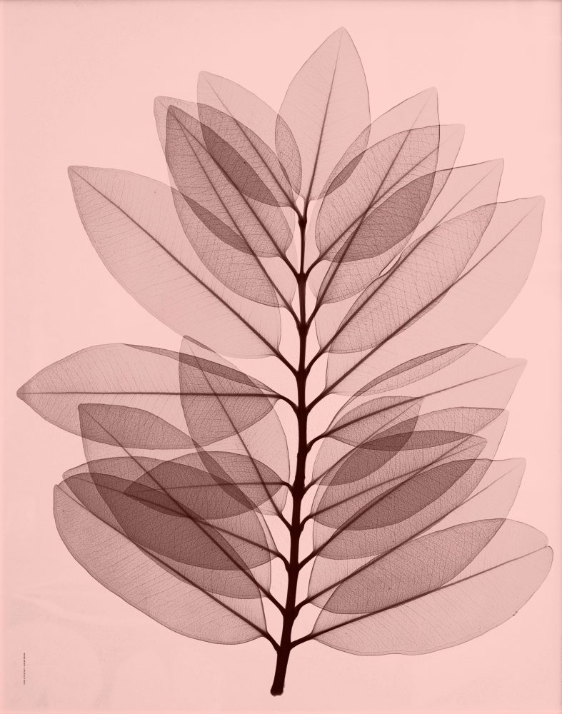 Metrosideros excelsea poster, 40x50 cm